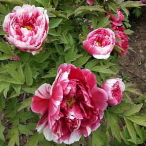 觀賞牡丹 精品牡丹 牡丹價格 牡丹批發價格 春秋園藝牡丹