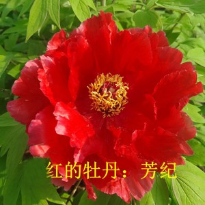 觀賞牡丹 精品牡丹 牡丹價格 牡丹批發價格 春秋園藝牡丹