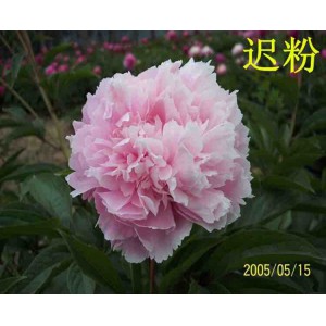 觀賞芍藥 精品芍藥 芍藥花 芍藥批發(fā)價格低廉 春秋園藝芍藥