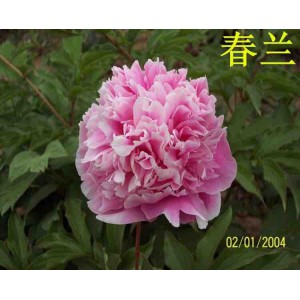 觀賞芍藥 精品芍藥 芍藥花 芍藥批發(fā)價格低廉 春秋園藝芍藥
