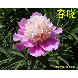 觀賞芍藥 精品芍藥 芍藥花 芍藥批發(fā)價格低廉 春秋園藝芍藥