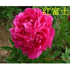 觀賞芍藥 精品芍藥 芍藥花 芍藥批發(fā)價格低廉 春秋園藝芍藥