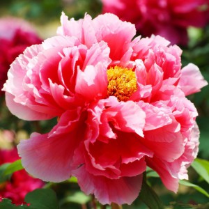 觀賞牡丹 精品牡丹 牡丹價格 牡丹批發價格 春秋園藝牡丹