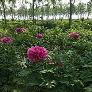 牡丹苗 牡丹苗價格低廉 牡丹苗批發 春秋園藝牡丹苗