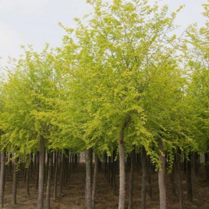 喬木 國槐價(jià)格 垂柳批發(fā) 常年出售金枝槐 春秋園藝喬木