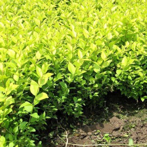 喬木 國槐價(jià)格 垂柳批發(fā) 常年出售金枝槐 春秋園藝喬木