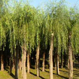 喬木 國槐價(jià)格 垂柳批發(fā) 常年出售金枝槐 春秋園藝喬木