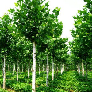 喬木 國槐價(jià)格 垂柳批發(fā) 常年出售金枝槐 春秋園藝喬木