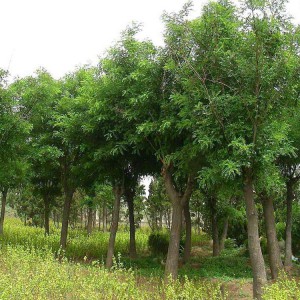 喬木 國槐價(jià)格 垂柳批發(fā) 常年出售金枝槐 春秋園藝喬木