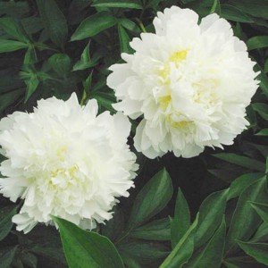 菏澤牡丹基地供應出售精品觀賞芍藥 芍藥苗批發價格