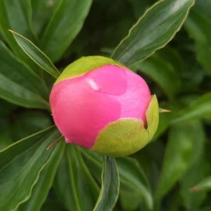 菏澤牡丹基地供應出售精品觀賞芍藥 芍藥苗批發價格