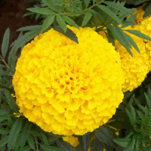 萬(wàn)壽菊花苗  萬(wàn)壽菊盆栽  萬(wàn)壽菊批發(fā) 御澤