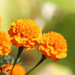 萬(wàn)壽菊花苗  萬(wàn)壽菊盆栽  萬(wàn)壽菊批發(fā) 御澤