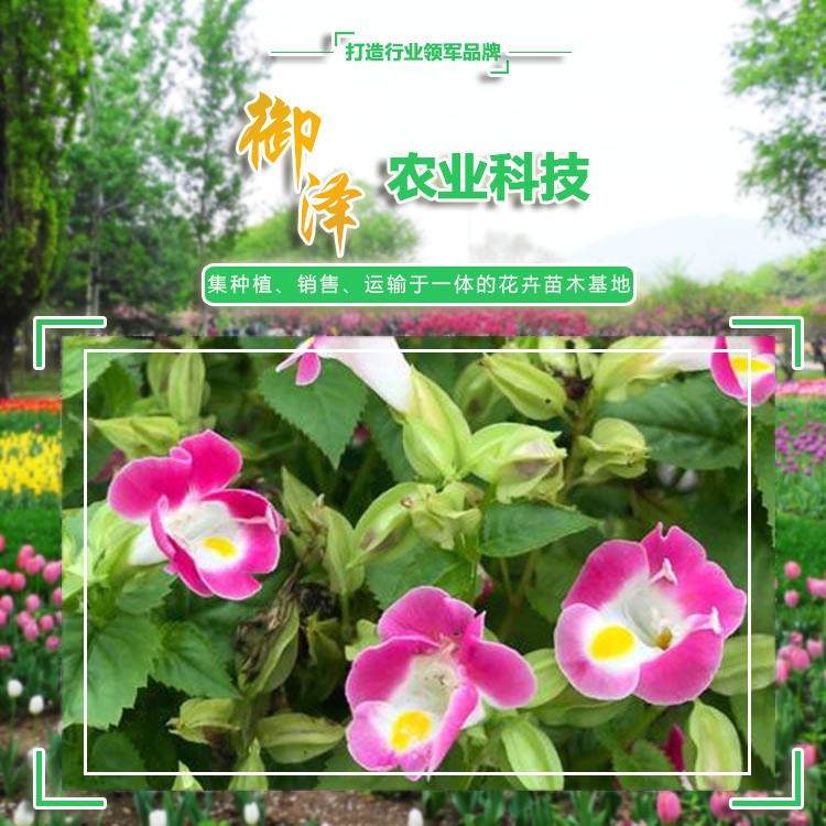 夏堇 草花夏瑾 青州夏瑾批發