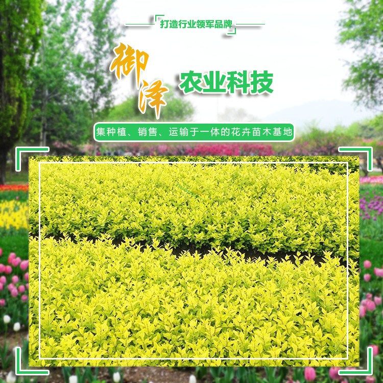 金葉女貞 苗木金葉女貞 青州金葉女貞批發