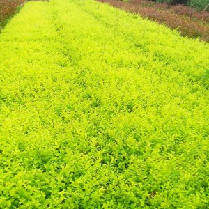 金葉女貞 苗木金葉女貞 青州金葉女貞批發