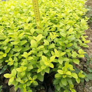 金葉女貞 苗木金葉女貞 青州金葉女貞批發