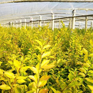 金葉女貞 苗木金葉女貞 青州金葉女貞批發