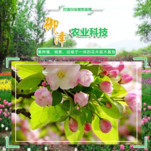 西府海棠 苗木西府海棠 青州西府海棠批發(fā)基地