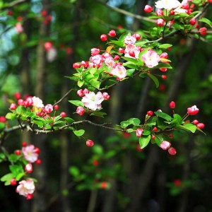 西府海棠 苗木西府海棠 青州西府海棠批發(fā)基地