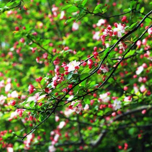 西府海棠 苗木西府海棠 青州西府海棠批發(fā)基地