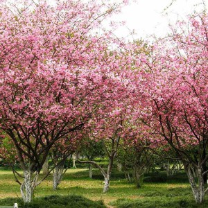 西府海棠 苗木西府海棠 青州西府海棠批發(fā)基地