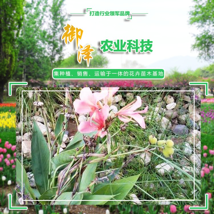 水生美人蕉 美人蕉批發 青州水生美人蕉基地