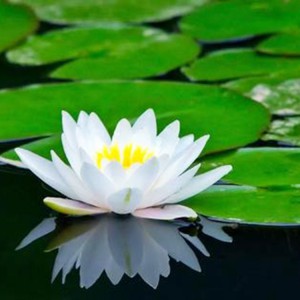 睡蓮 水生植物睡蓮 青州睡蓮 批發基地