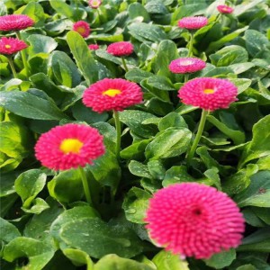 大量批發種植雛菊 優質雛菊小苗批發價格