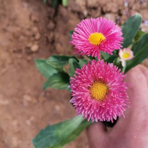 大量批發種植雛菊 優質雛菊小苗批發價格