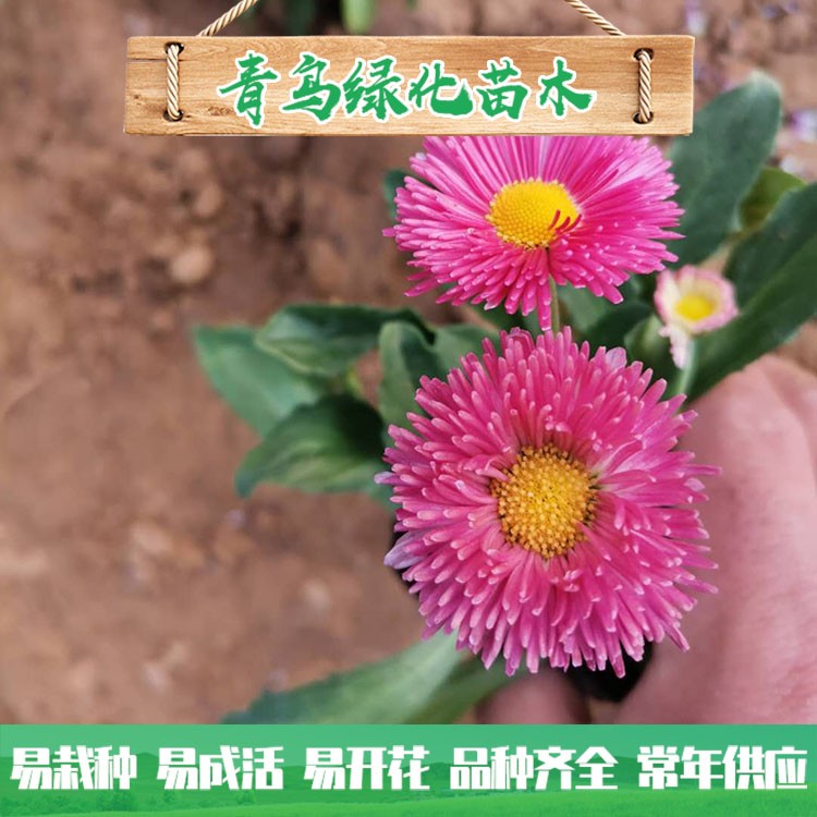 大量批發種植雛菊 優質雛菊小苗批發價格