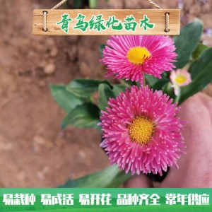 大量批發種植雛菊 優質雛菊小苗批發價格