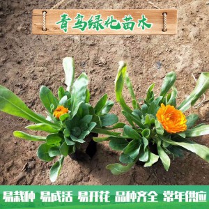 盆栽金盞菊 金盞菊花海用苗 金盞菊種植基地