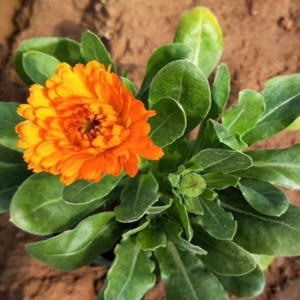 盆栽金盞菊 金盞菊花海用苗 金盞菊種植基地