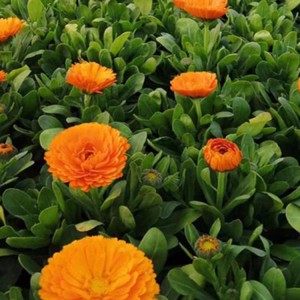 盆栽金盞菊 金盞菊花海用苗 金盞菊種植基地