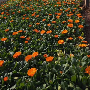 盆栽金盞菊 金盞菊花海用苗 金盞菊種植基地