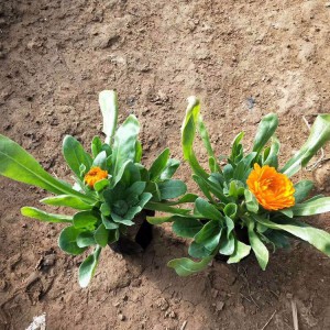 盆栽金盞菊 金盞菊花海用苗 金盞菊種植基地