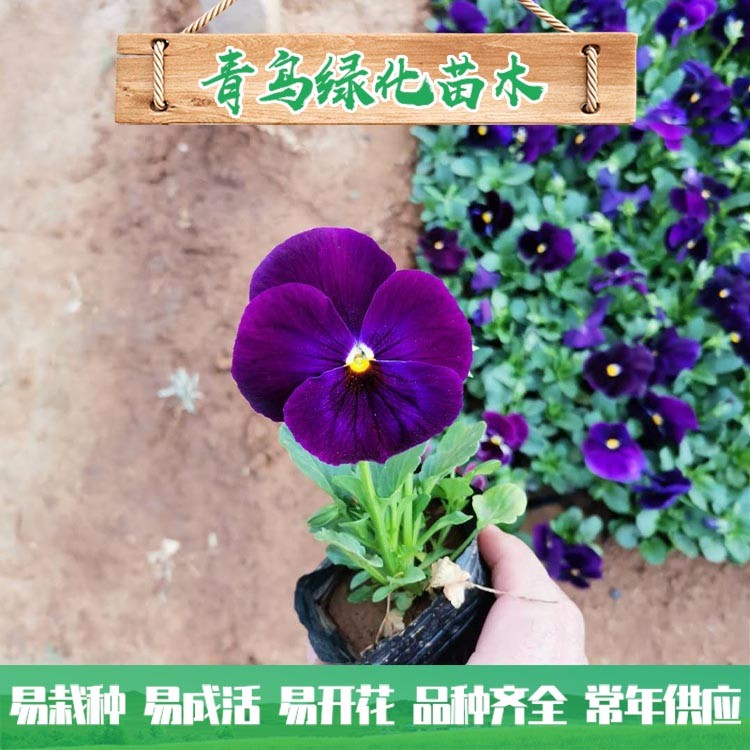 三色堇小苗 三色堇批發價格 園林花壇用草花