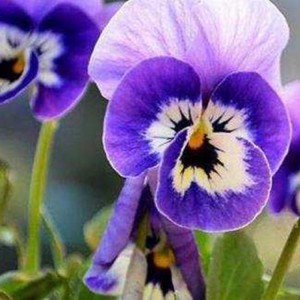 三色堇小苗 三色堇批發價格 園林花壇用草花