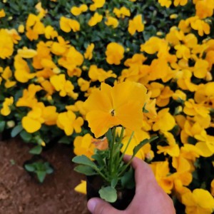 三色堇小苗 三色堇批發價格 園林花壇用草花