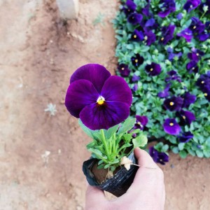 三色堇小苗 三色堇批發價格 園林花壇用草花