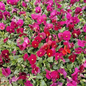 三色堇小苗 三色堇批發價格 園林花壇用草花