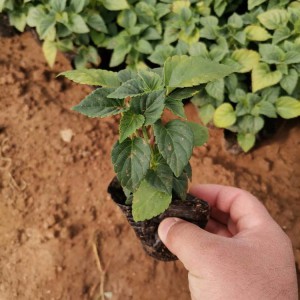 山東一串紅種植基地直供 一串紅小苗批發(fā)價格