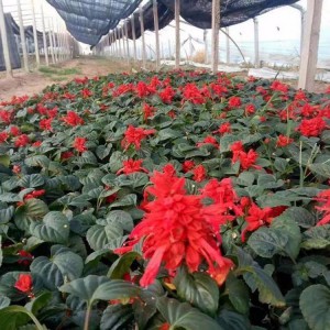 山東一串紅種植基地直供 一串紅小苗批發(fā)價格