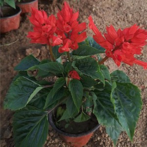 山東一串紅種植基地直供 一串紅小苗批發(fā)價格