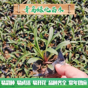 紫婉花 紫苑花批發 園林景觀花海用苗 山東花卉苗木基地直供