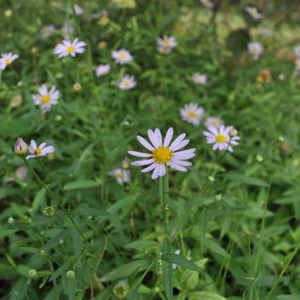 紫婉花 紫苑花批發 園林景觀花海用苗 山東花卉苗木基地直供