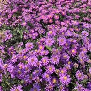 紫婉花 紫苑花批發 園林景觀花海用苗 山東花卉苗木基地直供