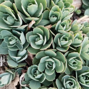 青州花卉苗木基地直供八寶景天 八寶景天批發價格