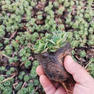 青州花卉苗木基地直供八寶景天 八寶景天批發價格